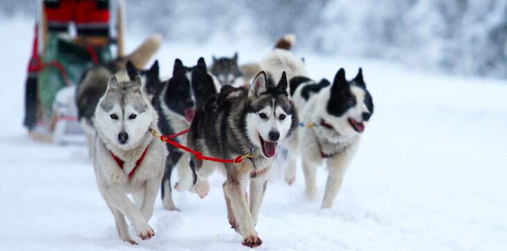 huskies-sled-dog-racing