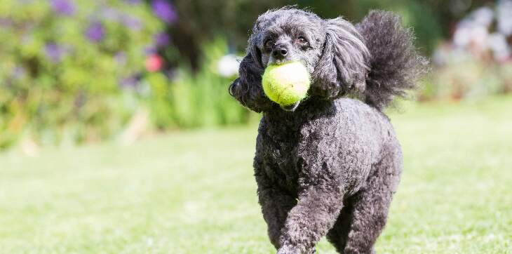 poodle-with-tennis-ball