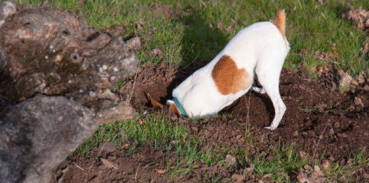 terrier-digging