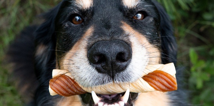 dog with cadet chewalicious chewy ‘n crunchy braid in mouth