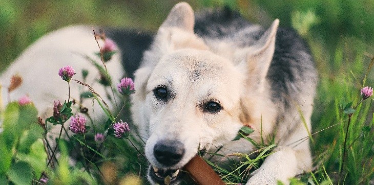  dog chewing cadet savory duck roll in grass