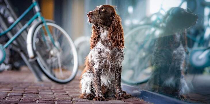 dog looking at bicycle