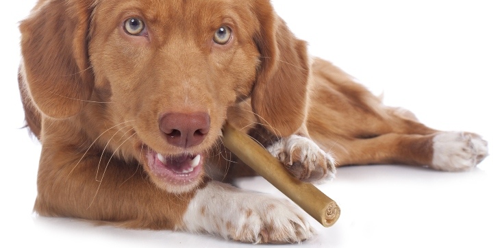 dog chewing Cadet bully hide stick