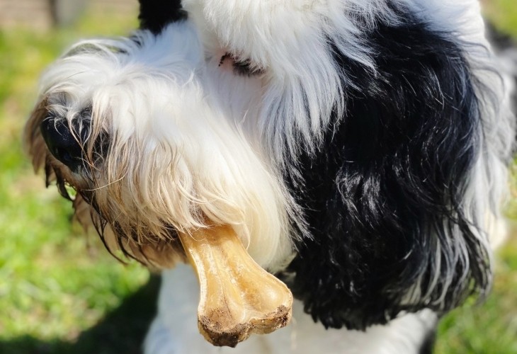 dog chewing pressed rawhide bone