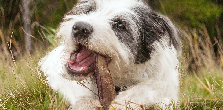 dog chewing rib bone