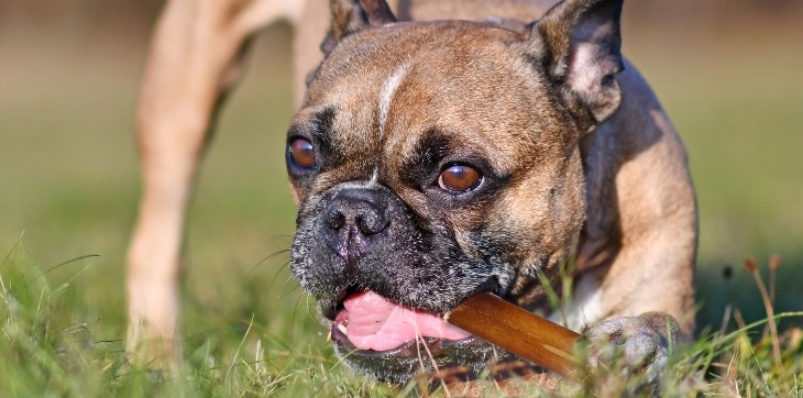 dog chewing bully stick