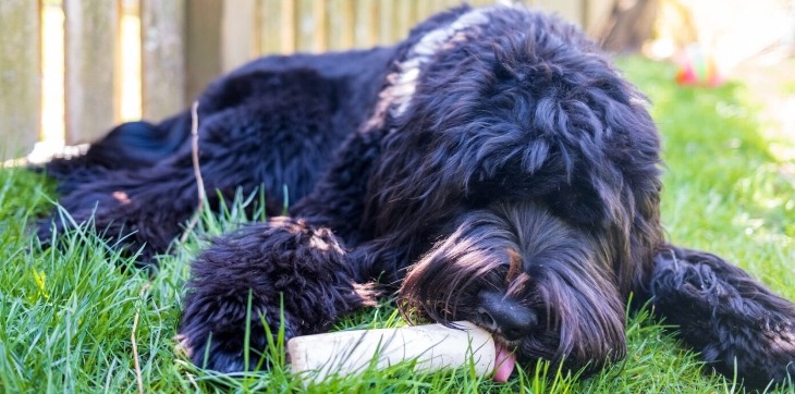 dog licking stuffed shin bone