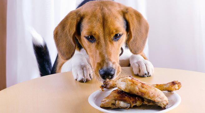 beagle sniffing a plate of chicken