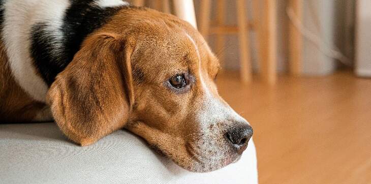 sad dog