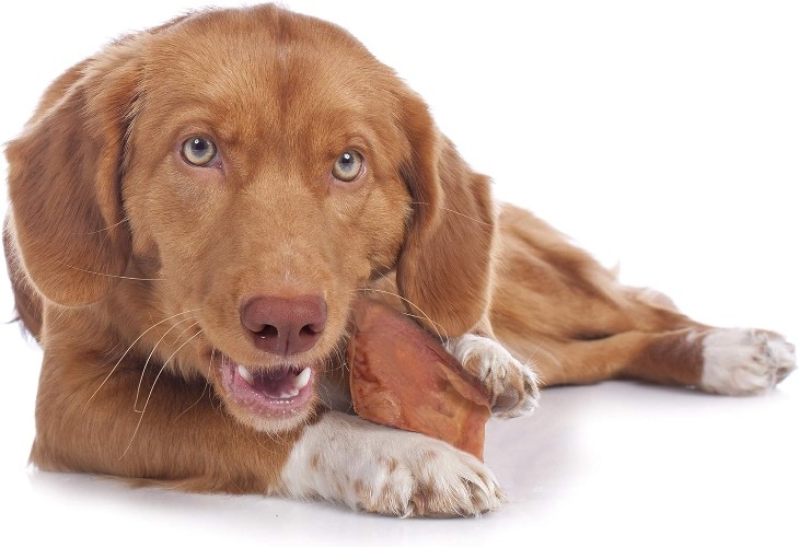 Can Dogs Eat Pork What to Avoid What s Best to Give Cadet Pet