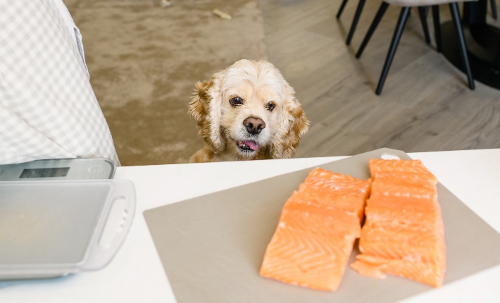 dog staring at cut salmon on cutting board