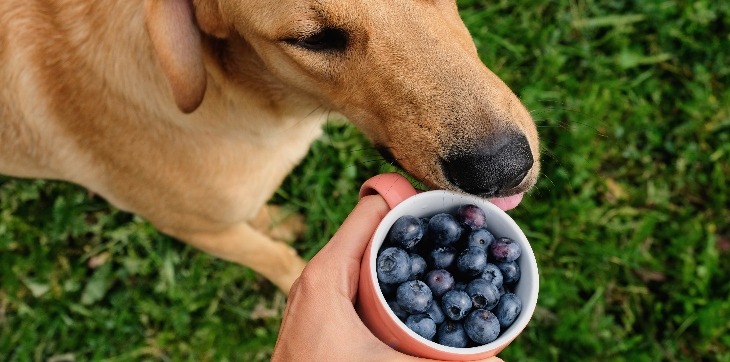 dog looking at blueberries outside
