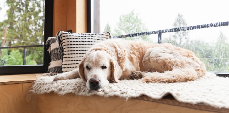 Stunning Can Dogs Get Bored On Long Uncut Lawn image