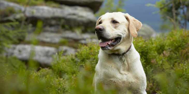 labrador retriever outdoors on a hike