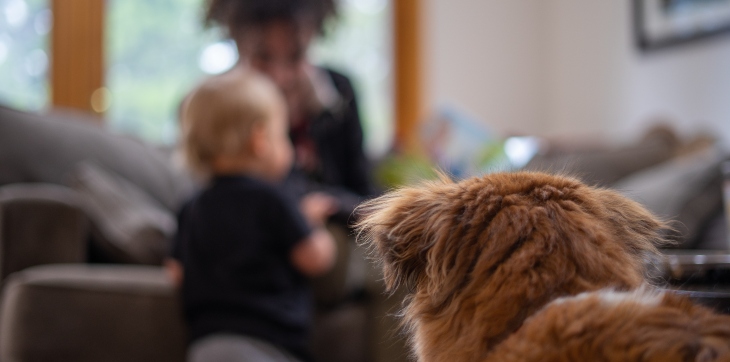 dog staring at pet parent and human baby