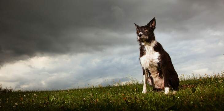 Dog on grass with dark cloud overhead