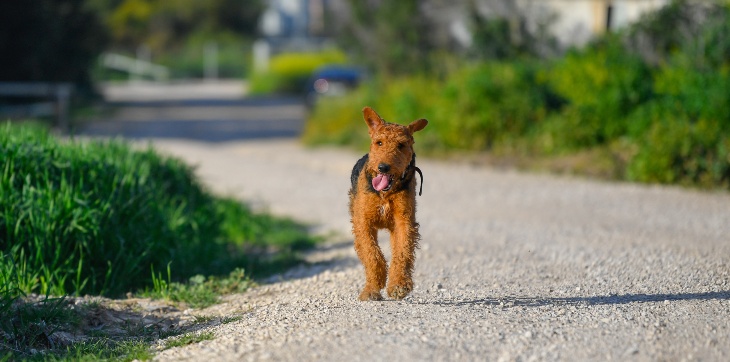 dog running freely in nature