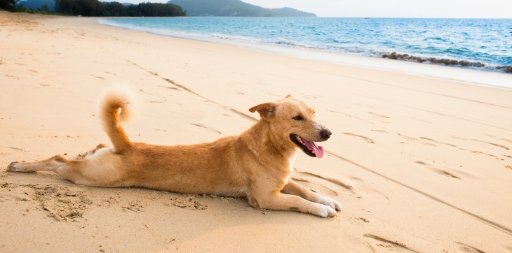dog laying on beach