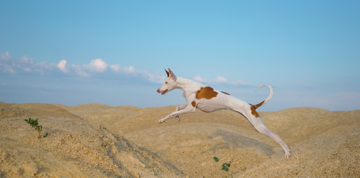 dog jumping between sand dunes