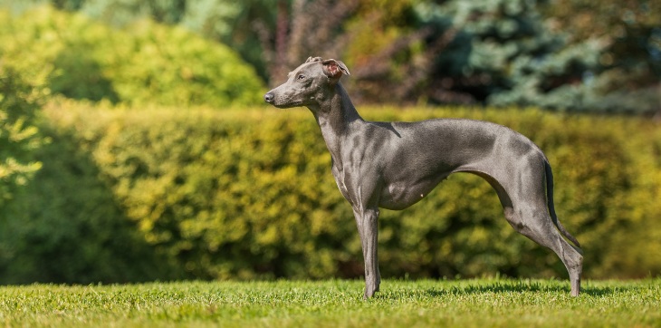 greyhound standing outside