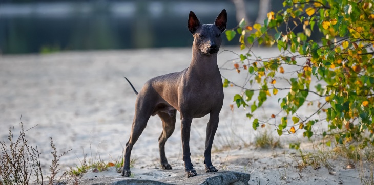 dog perched on rock
