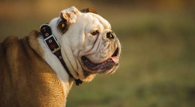 a bulldog side profile