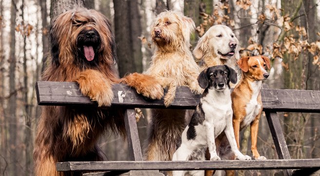 a variety of dogs on a bench