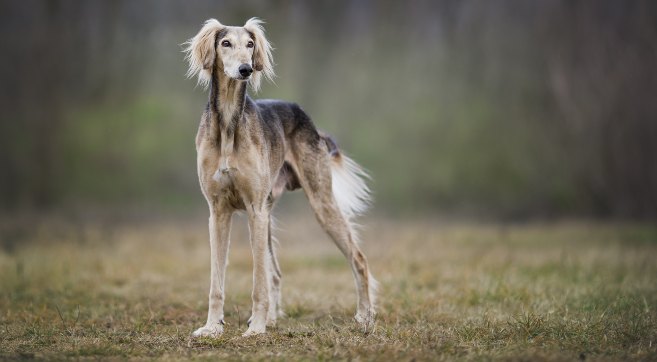 saluki dog standing in a field