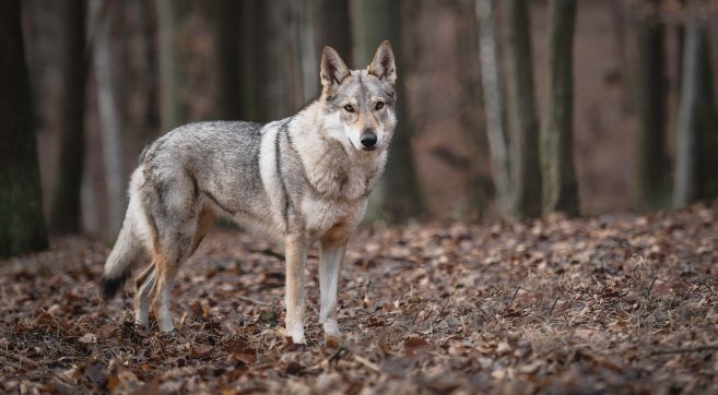 wolf standing in the woods
