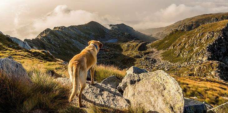 Dog friendly hiking trail