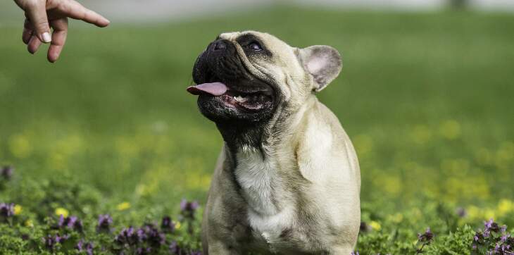 Training dog
