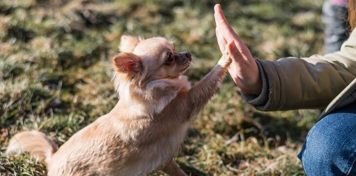 dog-high-fiving