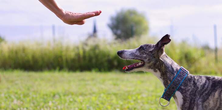 is obedience training good for a dog