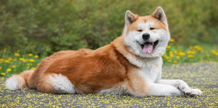 Akita laying outside 