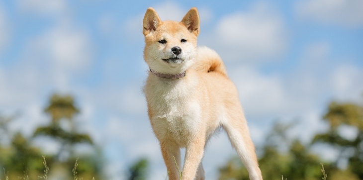 Canaan dog outside in grass