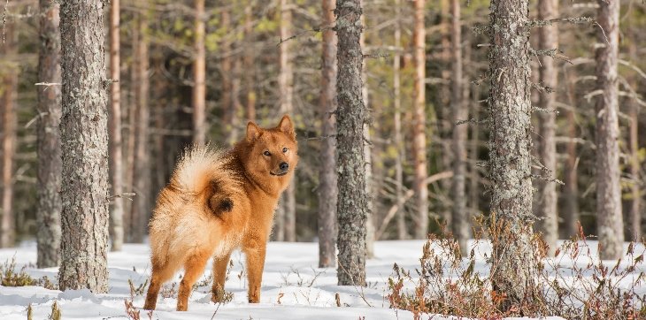 Finnish Spitz outside in the snow