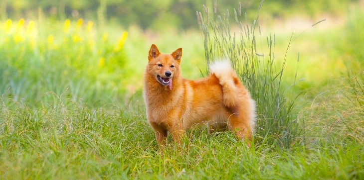 Finnish Spitz outside in grass