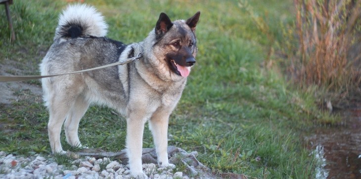 Norwegian Elkhound outside on leash