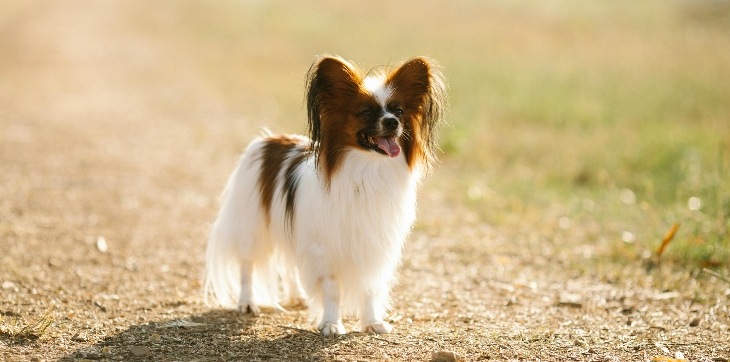 Papillon on dirt road