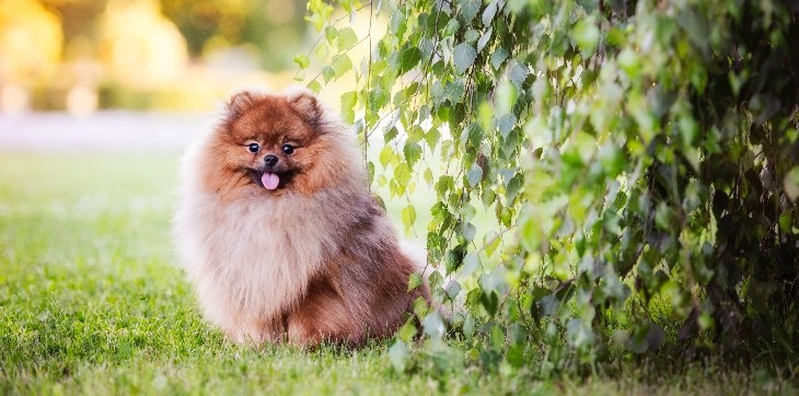 Pomeranian outside in grass