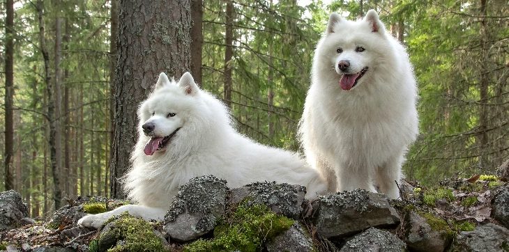 Two Samoyed dogs outside on rocks