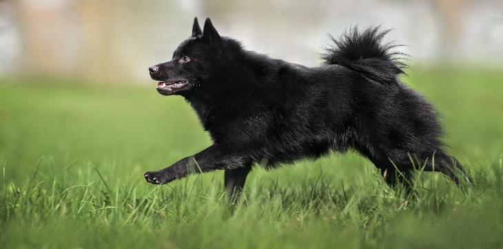 Schipperke running in grass