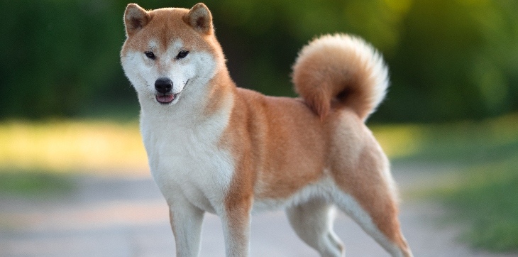 Shibu Inu outside on road 