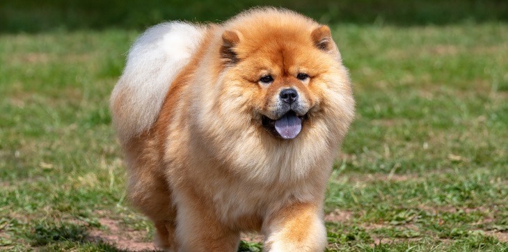 chow chow walking in grass