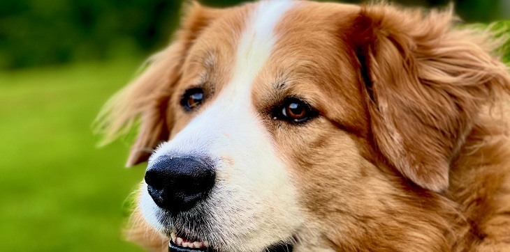 great pyrenees dog face