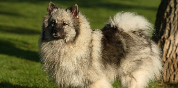 keeshond dog standing by tree