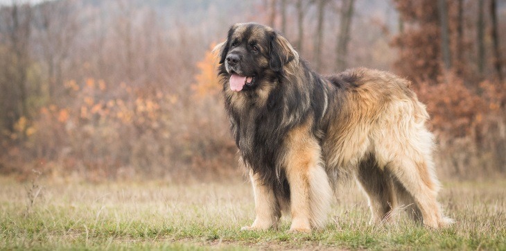 leonberger standing in field