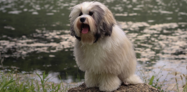 lowchen dog sitting on rock by water