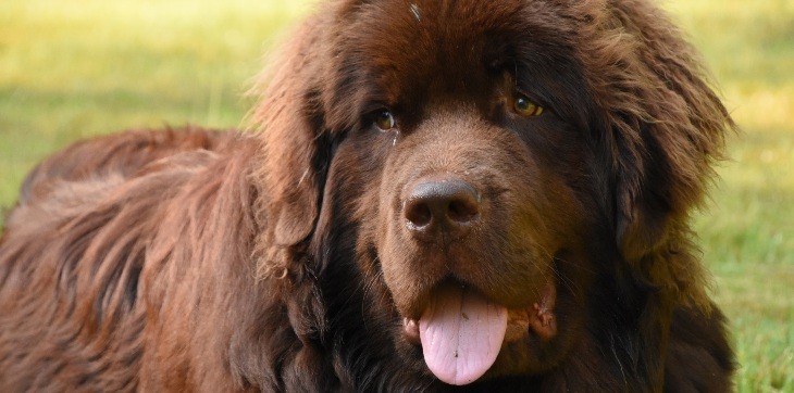 newfoundland dog with tongue sticking out