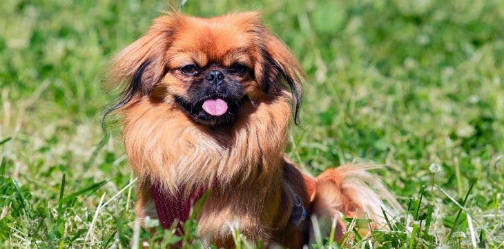 pekingese dog in grass